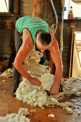 Steam Plains Shearing 022388  © Claire Parks Photography 